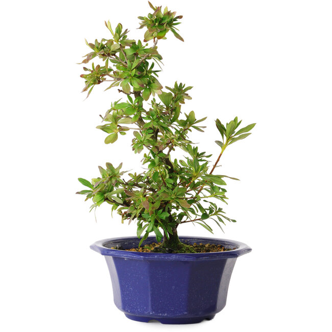 Rhododendron indicum Nodoka, 30 cm, ± 8 ans