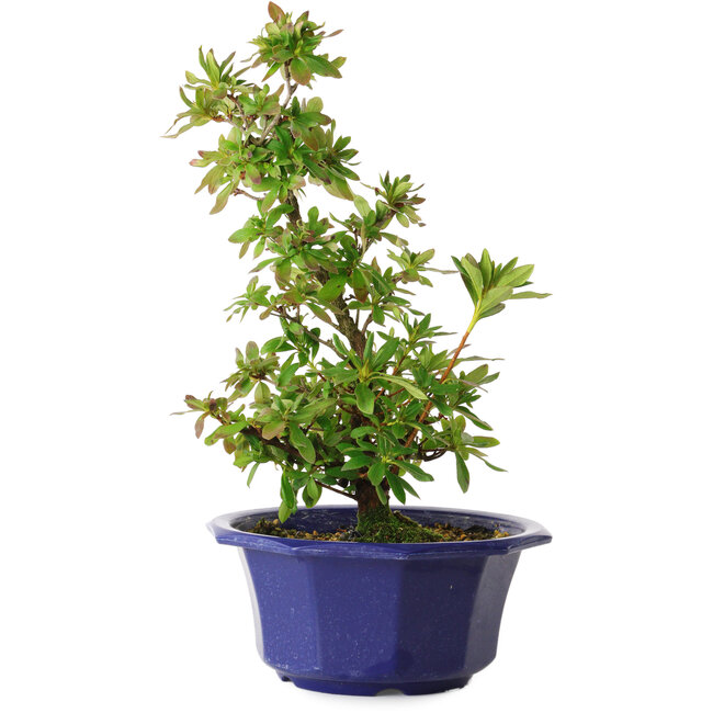 Rhododendron indicum Nodoka, 30 cm, ± 8 ans