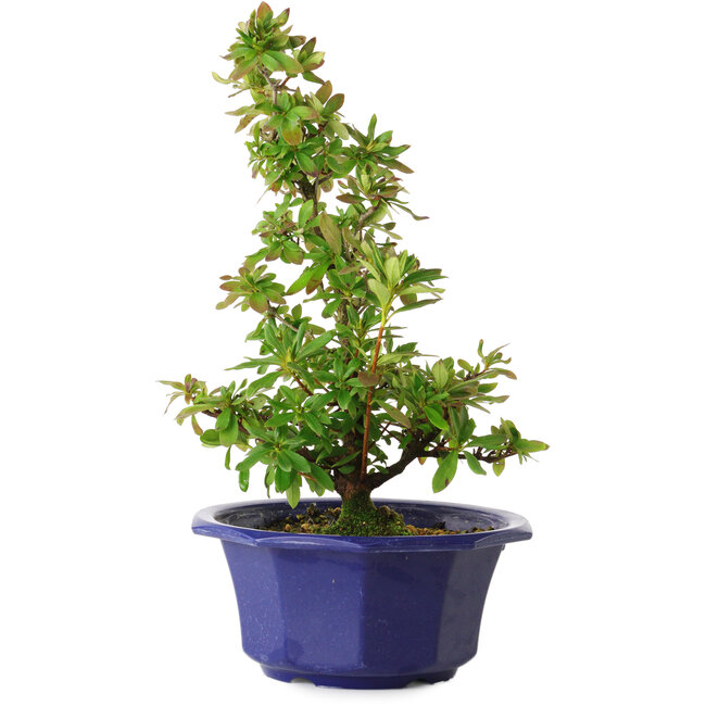 Rhododendron indicum Nodoka, 30 cm, ± 8 jaar oud