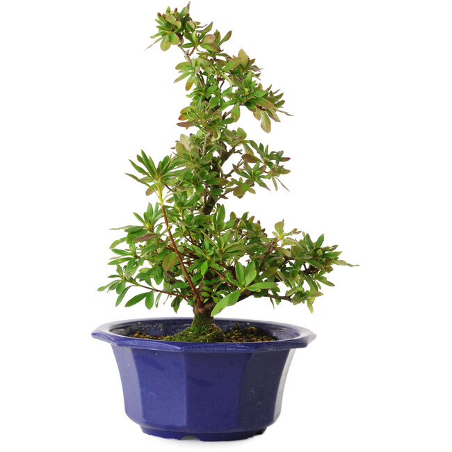 Rhododendron indicum Nodoka, 30 cm, ± 8 jaar oud