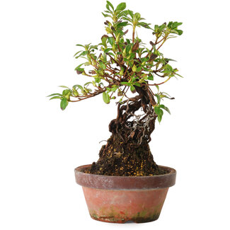 Rhododendron indicum Hanakoubo, 24 cm, ± 8 years old