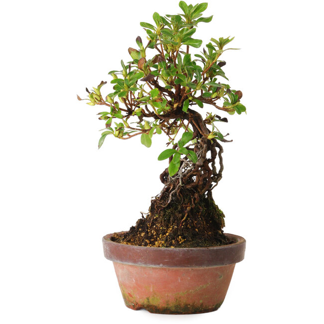 Rhododendron indicum Hanakoubo, 24 cm, ± 8 ans