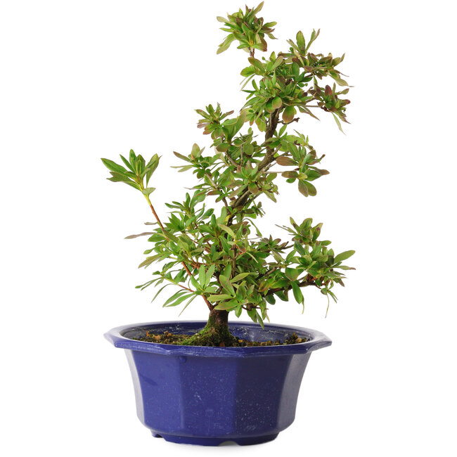 Rhododendron indicum Nodoka, 30 cm, ± 8 years old