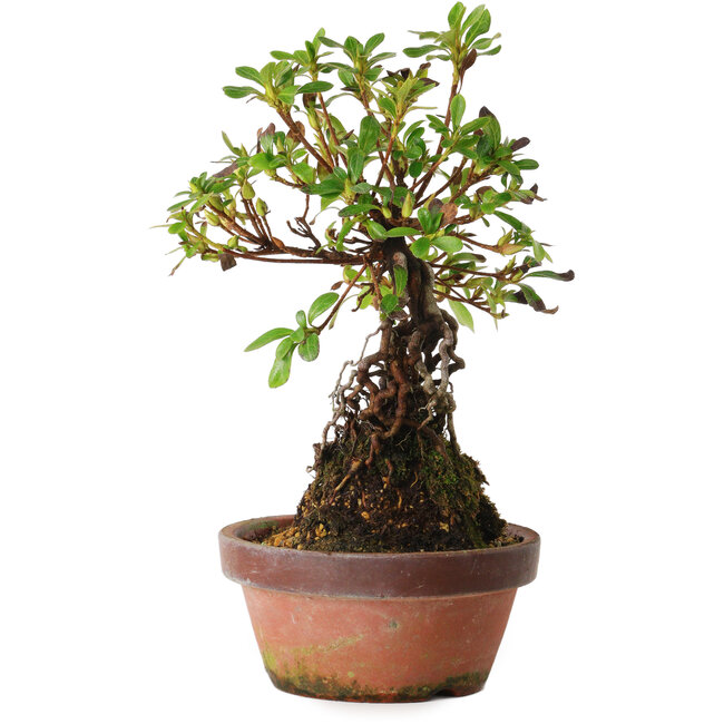 Rhododendron indicum Hanakoubo, 24 cm, ± 8 Jahre alt