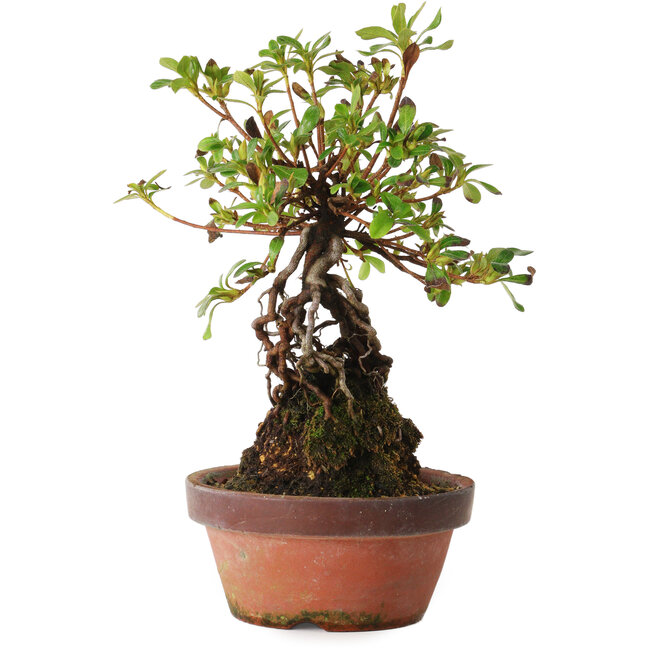 Rhododendron indicum Hanakoubo, 24 cm, ± 8 jaar oud
