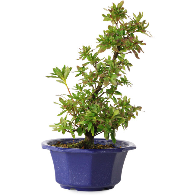 Rhododendron indicum Nodoka, 30 cm, ± 8 anni