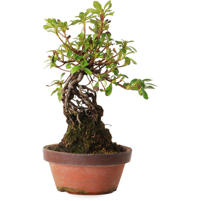 Rhododendron indicum Hanakoubo, 24 cm, ± 8 anni