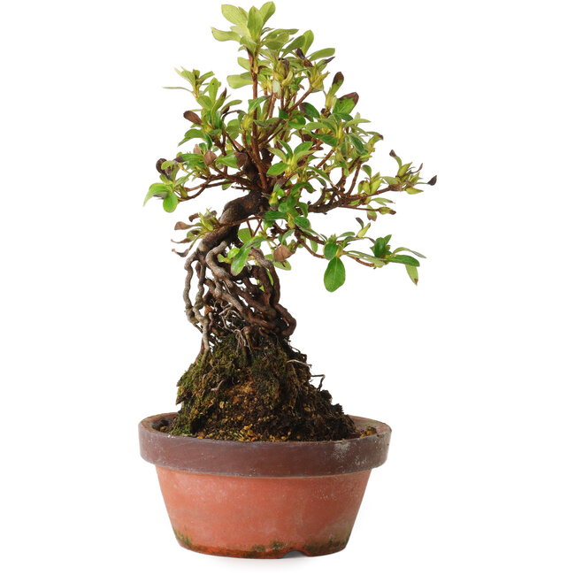 Rhododendron indicum Hanakoubo, 24 cm, ± 8 anni