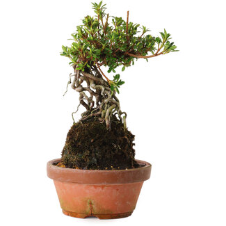 Rododendro indicum Sachi-No-Miyabi, 30 cm, ± 8 años