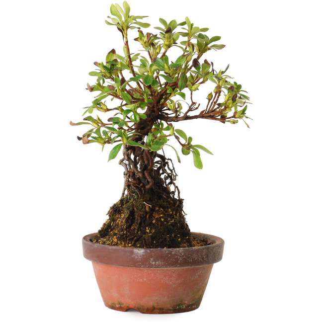 Rhododendron indicum Hanakoubo, 24 cm, ± 8 ans