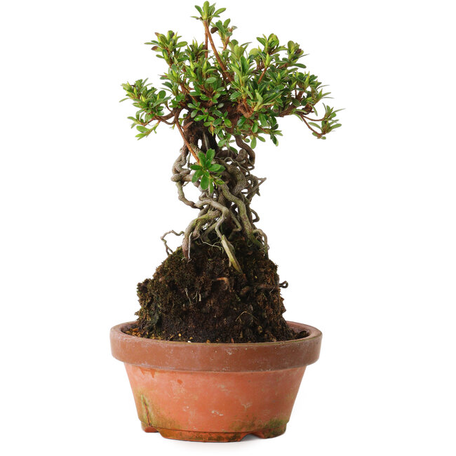 Rhododendron indicum Sachi-No-Miyabi, 30 cm, ± 8 ans