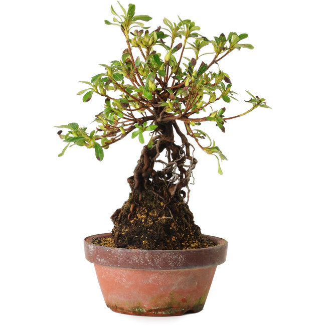 Rhododendron indicum Hanakoubo, 24 cm, ± 8 anni