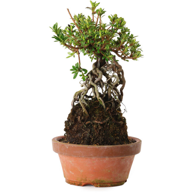 Rhododendron indicum Sachi-No-Miyabi, 30 cm, ± 8 ans