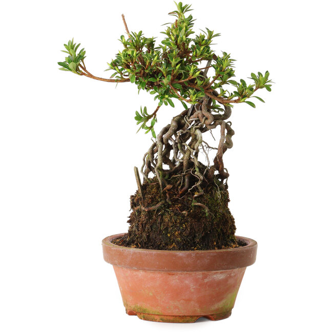 Rhododendron indicum Sachi-No-Miyabi, 30 cm, ± 8 anni