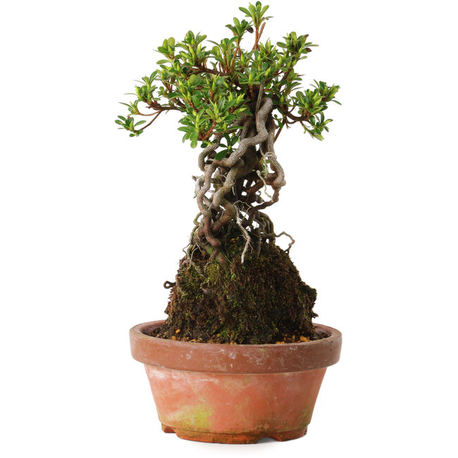 Rhododendron indicum Sachi-No-Miyabi, 30 cm, ± 8 jaar oud