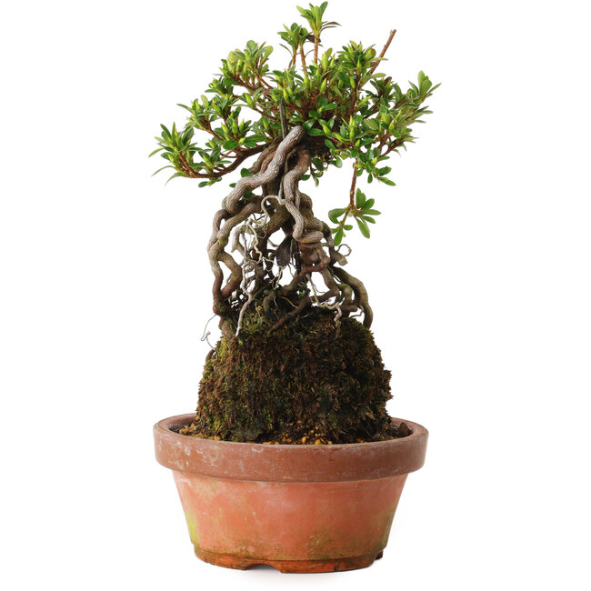 Rhododendron indicum Sachi-No-Miyabi, 30 cm, ± 8 anni