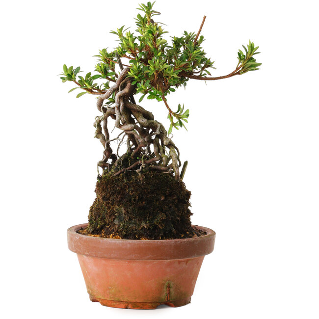 Rhododendron indicum Sachi-No-Miyabi, 30 cm, ± 8 anni