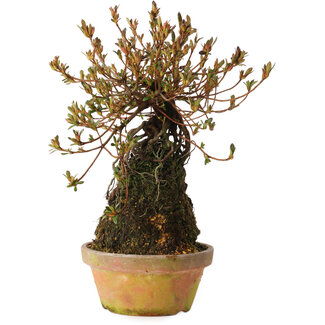 Rhododendron indicum Miraiboshi, 30 cm, ± 8 ans