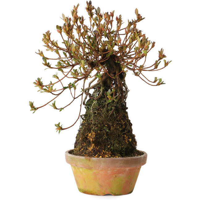 Rhododendron indicum Miraiboshi, 30 cm, ± 8 Jahre alt