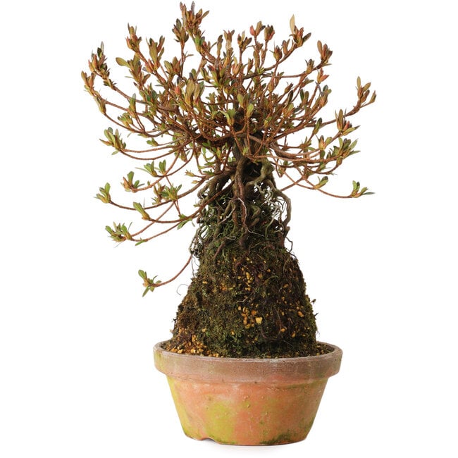 Rhododendron indicum Miraiboshi, 30 cm, ± 8 años