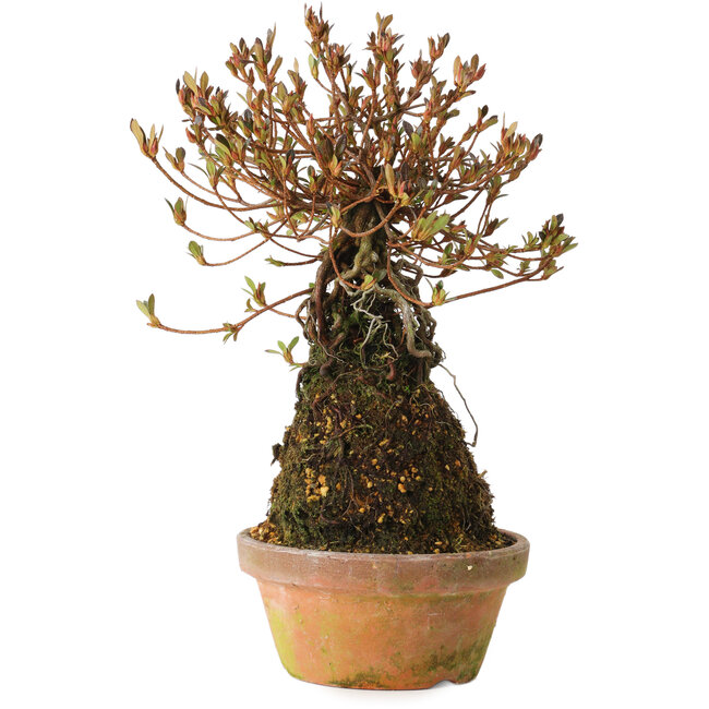 Rhododendron indicum Miraiboshi, 30 cm, ± 8 Jahre alt