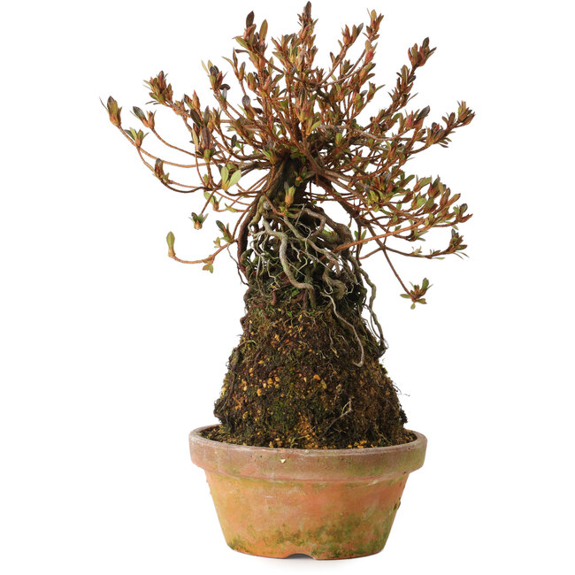 Rhododendron indicum Miraiboshi, 30 cm, ± 8 jaar oud