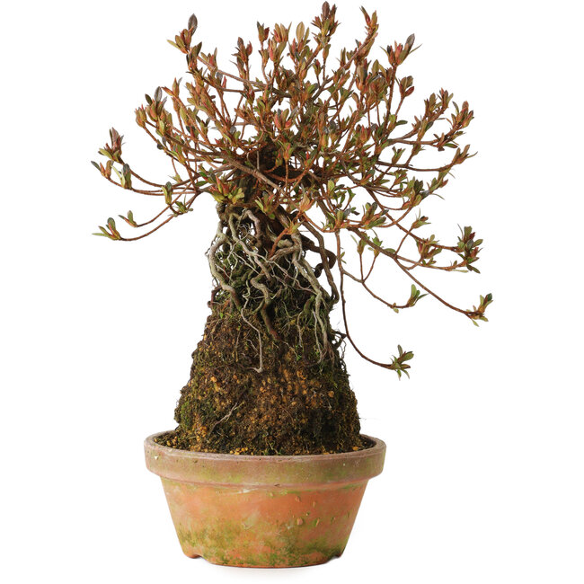 Rhododendron indicum Miraiboshi, 30 cm, ± 8 ans