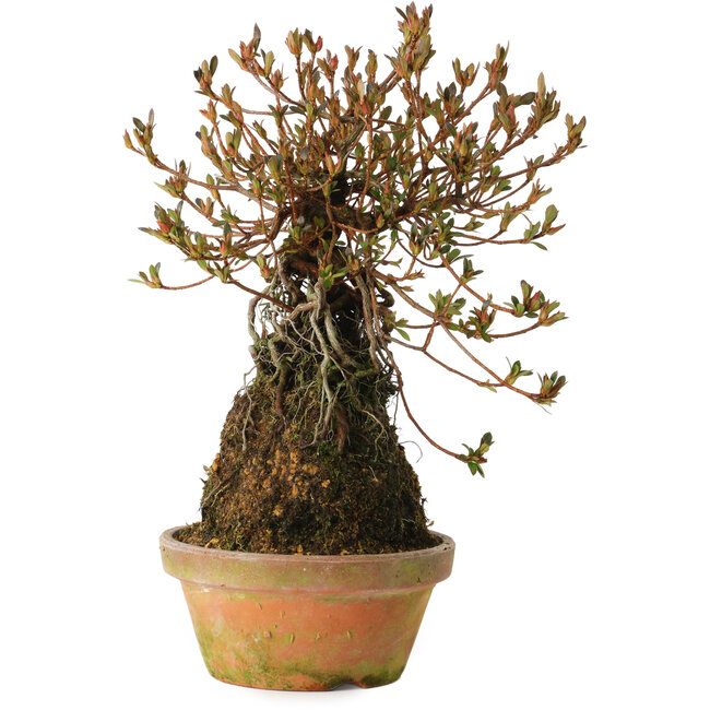 Rhododendron indicum Miraiboshi, 30 cm, ± 8 anni