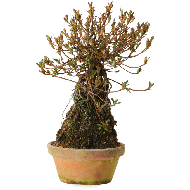 Rhododendron indicum Miraiboshi, 30 cm, ± 8 anni