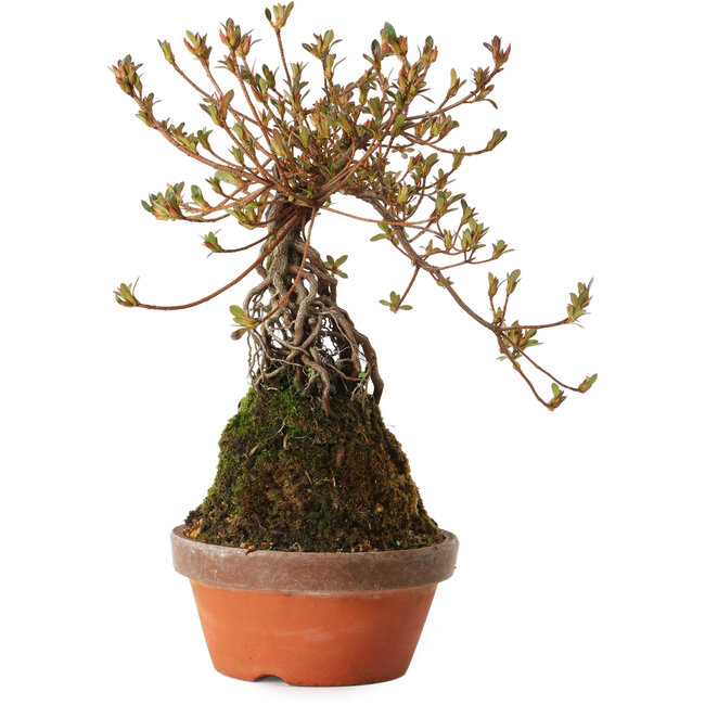 Rhododendron indicum Miraiboshi, 30 cm, ± 8 years old