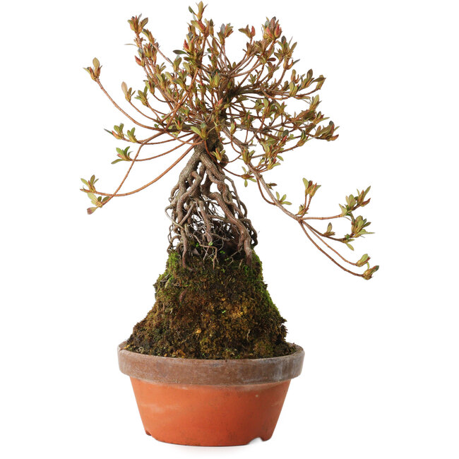 Rhododendron indicum Miraiboshi, 30 cm, ± 8 Jahre alt