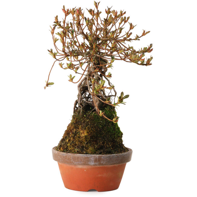 Rhododendron indicum Miraiboshi, 30 cm, ± 8 anni