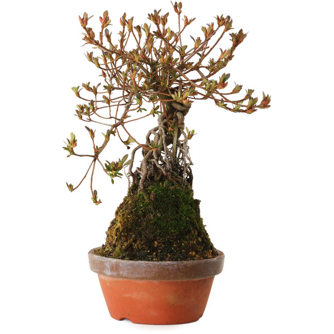 Rhododendron indicum Miraiboshi, 30 cm, ± 8 years old