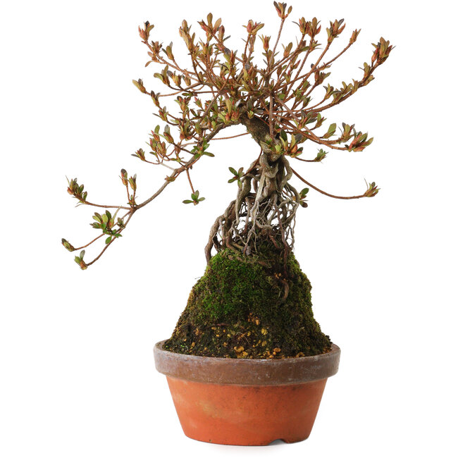 Rhododendron indicum Miraiboshi, 30 cm, ± 8 años