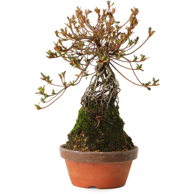 Rhododendron indicum Miraiboshi, 30 cm, ± 8 años