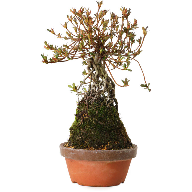 Rhododendron indicum Miraiboshi, 30 cm, ± 8 jaar oud