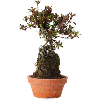 Rhododendron indicum Iwaiboshi, 30 cm, ± 8 ans