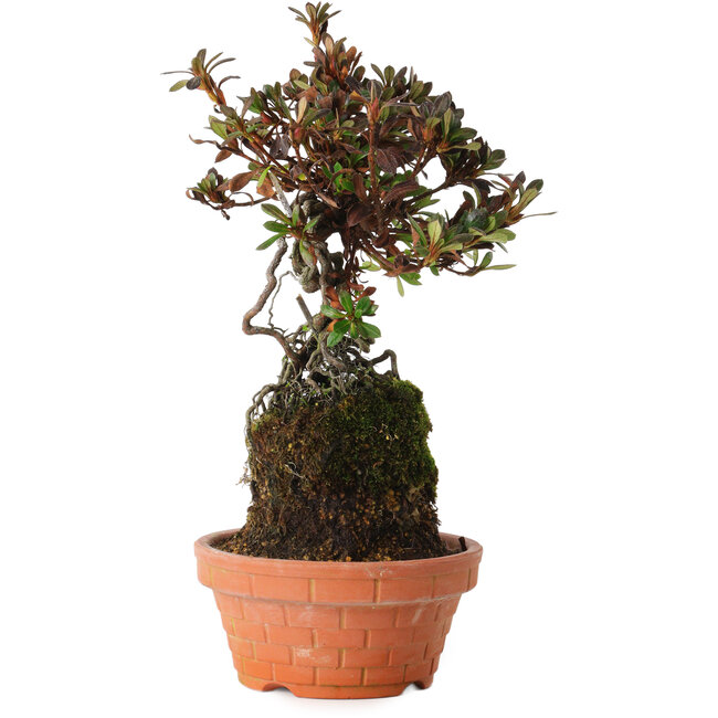 Rhododendron indicum Iwaiboshi, 30 cm, ± 8 jaar oud