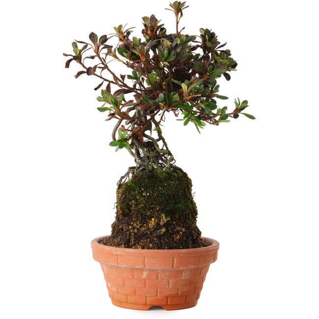 Rhododendron indicum Iwaiboshi, 30 cm, ± 8 años