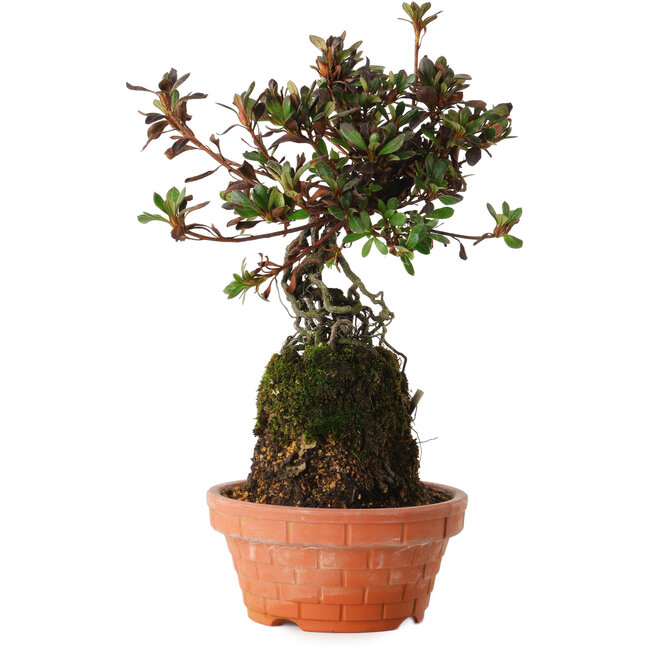 Rhododendron indicum Iwaiboshi, 30 cm, ± 8 jaar oud