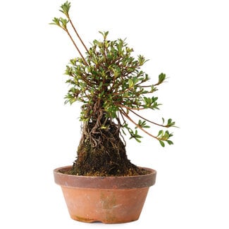 Rhododendron indicum Nissho-No-Hikari, 30 cm, ± 8 anni