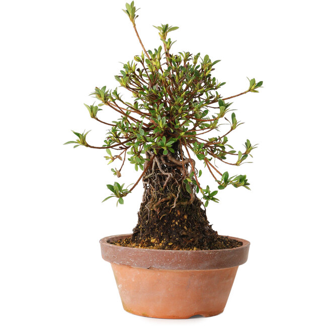 Rhododendron indicum Nissho-No-Hikari, 30 cm, ± 8 anni