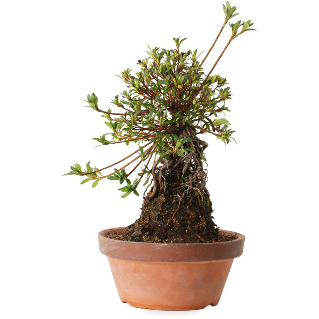 Rhododendron indicum Nissho-No-Hikari, 30 cm, ± 8 anni