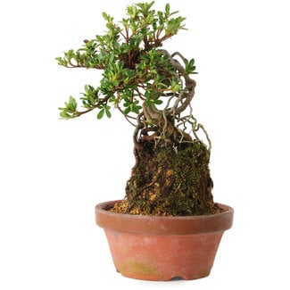 Rhododendron indicum Sachi-No-Miyabi, 30 cm, ± 8 anni