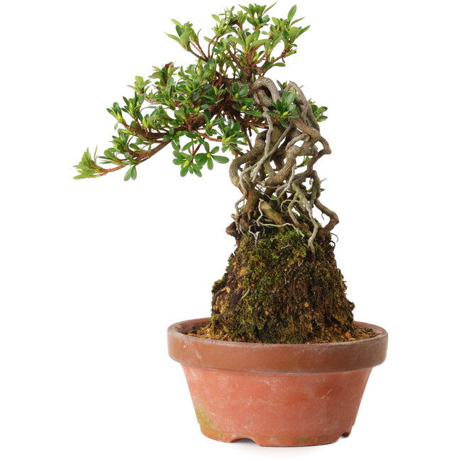 Rododendro indicum Sachi-No-Miyabi, 30 cm, ± 8 años
