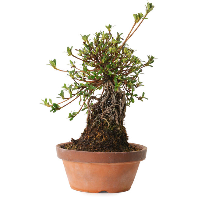 Rhododendron indicum Nissho-No-Hikari, 30 cm, ± 8 Jahre alt