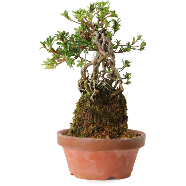 Rhododendron indicum Sachi-No-Miyabi, 30 cm, ± 8 ans