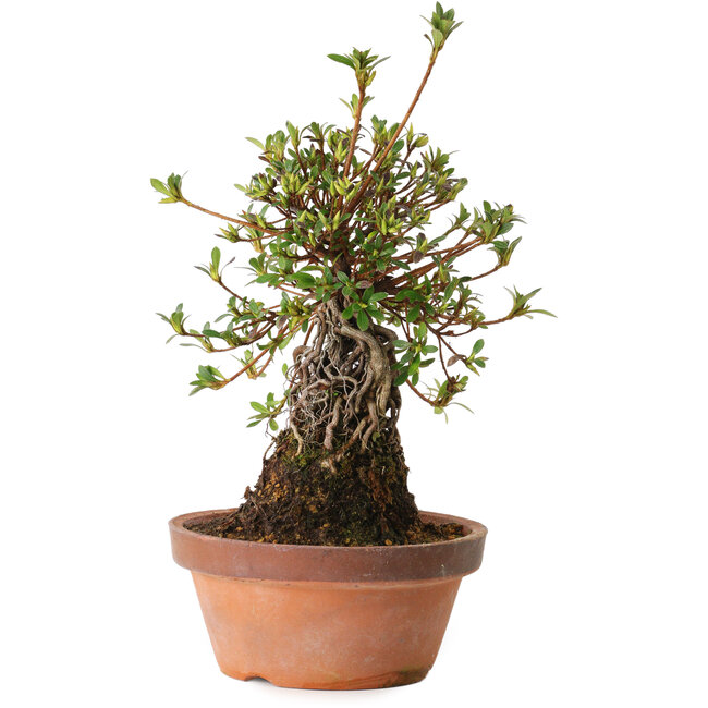 Rhododendron indicum Nissho-No-Hikari, 30 cm, ± 8 anni