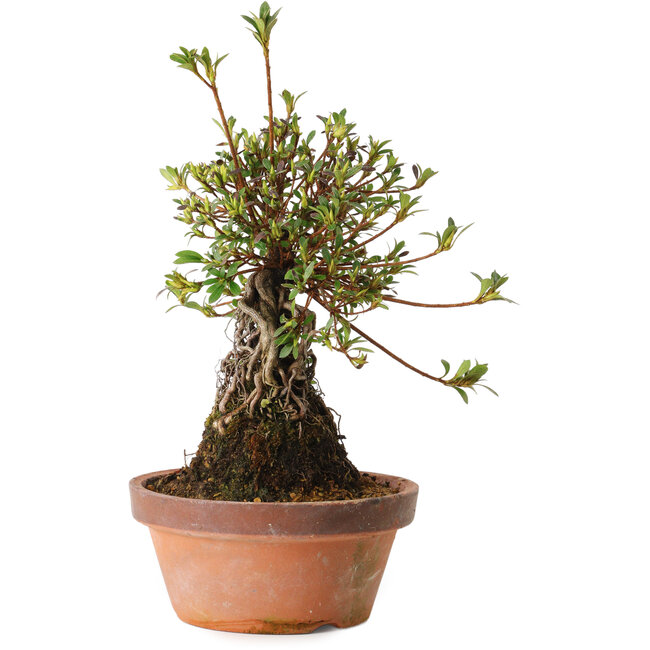 Rhododendron indicum Nissho-No-Hikari, 30 cm, ± 8 anni