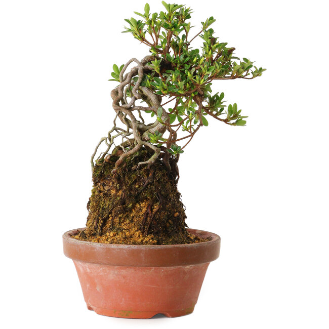 Rhododendron indicum Sachi-No-Miyabi, 30 cm, ± 8 anni